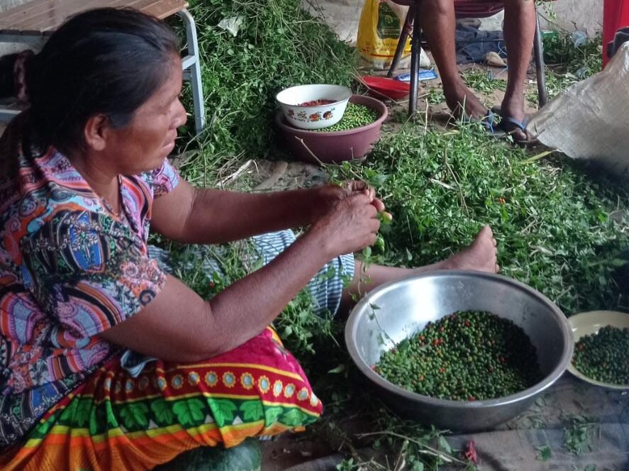 Frutos del Chaco empoderan a mujeres indígenas y conquistan la gastronomía